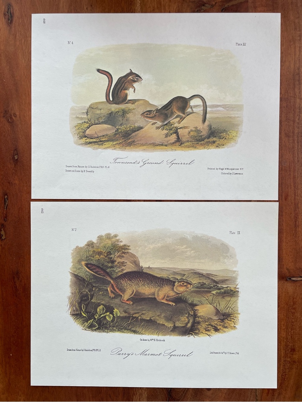 Set of 2 Vintage Original Audubon Squirrel Illustration Double Sided Bookplate